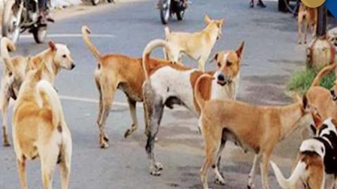Mahbubnagar : మహబూబ్‌నగర్ జిల్లాలో కలకలం..21 వీధికుక్కల కల్చివేత