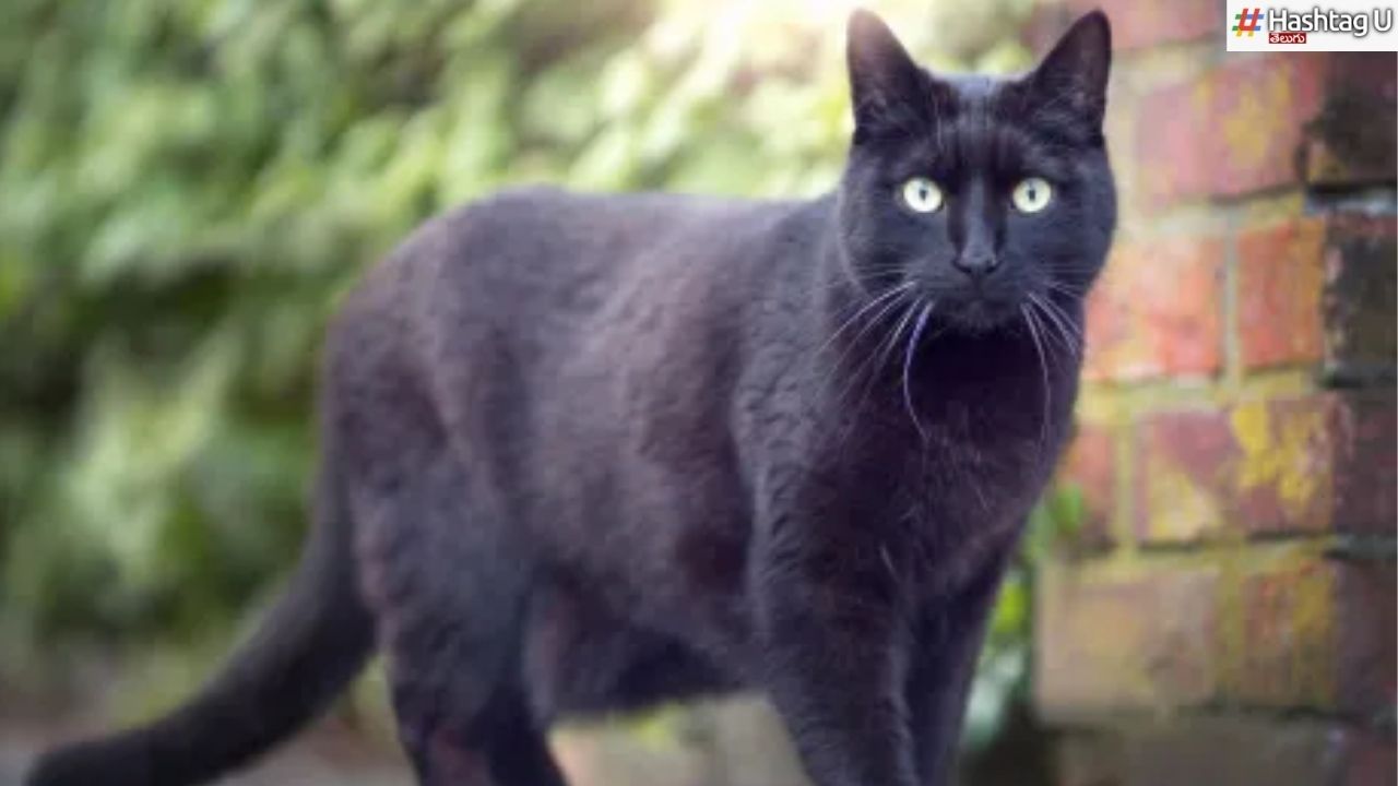 Black Cat : నల్ల పిల్లి గురించి జ్యోతిష్య శాస్త్రం ఏం చెబుతోంది ?