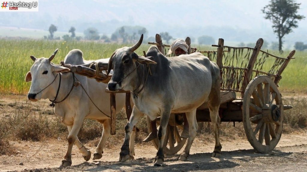 Bullock Cart