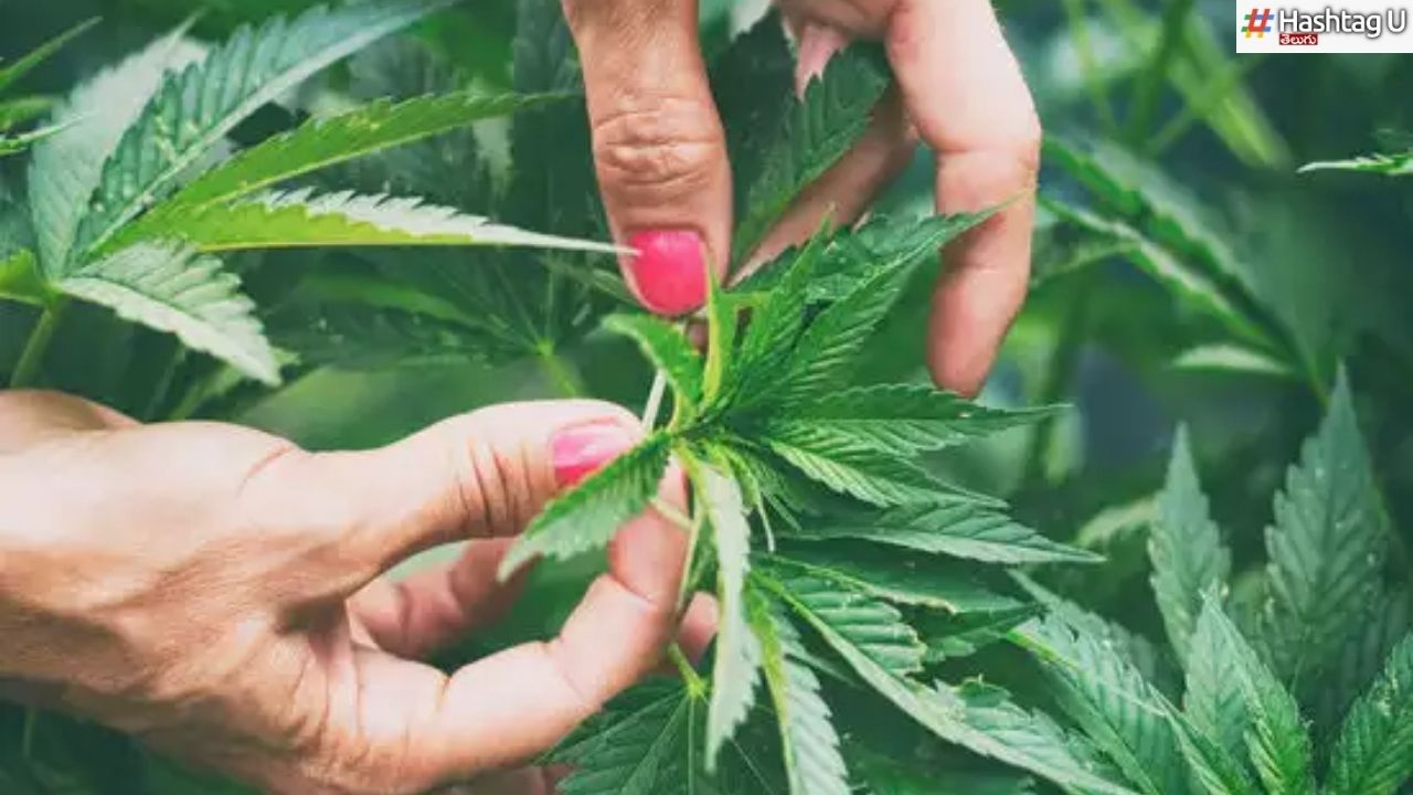 Cannabis Plants : ఇళ్లలో గంజాయి మొక్కల పెంపకం.. చట్టానికి ఆమోదం
