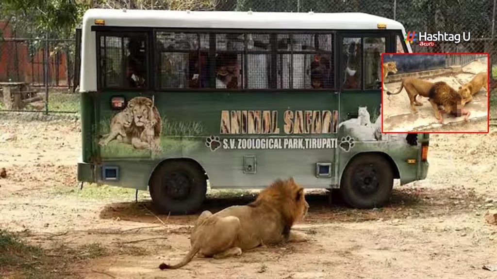 Lion Kills Man Sv Zoologica