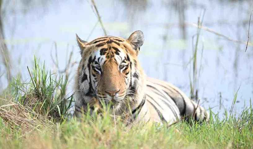 Tadoba Tiger: తడోబా టైగర్ రిజర్వ్ లో పెద్దపులి రాజసం ఫొటోస్ వైరల్