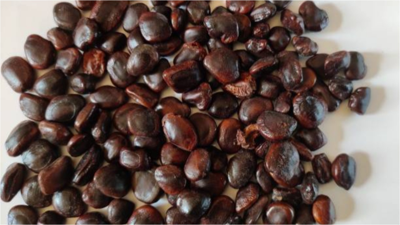 Tamarind Seeds Water: చింత గింజల నీరు తాగడం వల్ల కలిగే అద్భుతమైన ప్రయోజనాలివే?