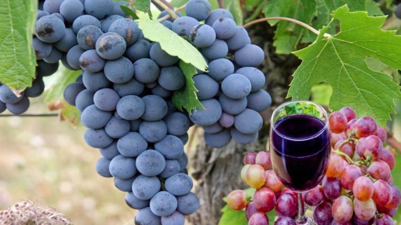 Black Grapes: శీతాకాలంలో నల్లద్రాక్ష తింటే ఏం జరుగుతుందో మీకు తెలుసా?