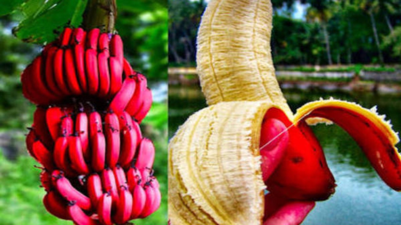 Red Banana: ఎర్ర అరటి పండ్ల వల్ల కలిగే అద్భుతమైన ప్రయోజనాల గురించి మీకు తెలుసా?