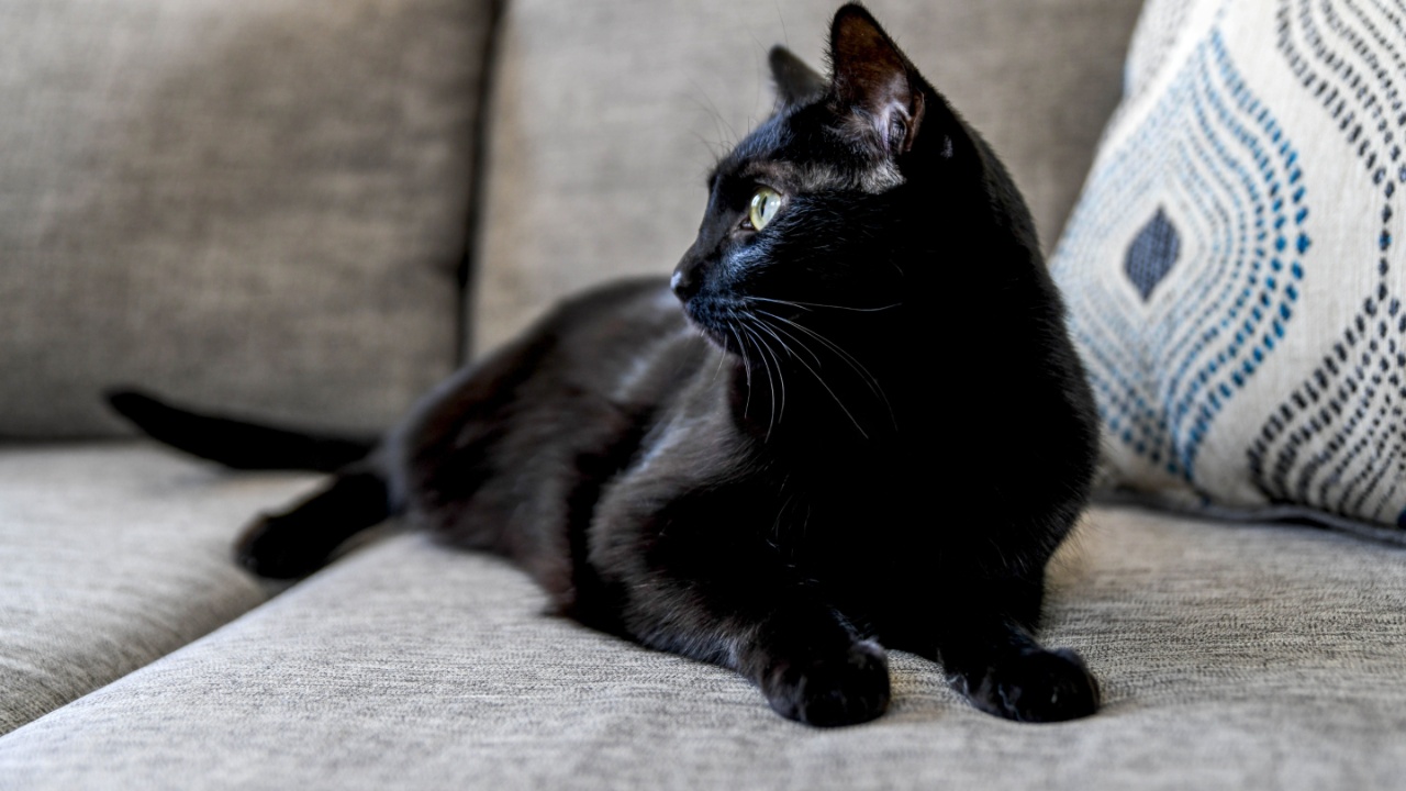 Black Cat: నల్ల పిల్లి కనిపించడం మంచిది కాదా.. అశుభమా.. పండితులు ఏం చెబుతున్నారంటే?