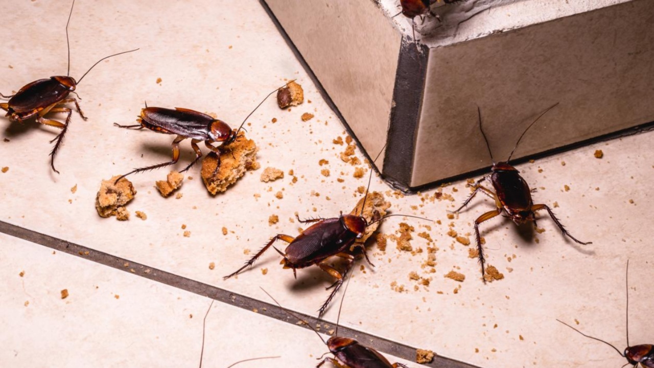Cockroaches: బొద్దింకల సమస్యతో ఇబ్బంది పడుతున్నారా.. అయితే చేస్తే చాలు బొద్దింకలు పరార్ అవ్వాల్సిందే?
