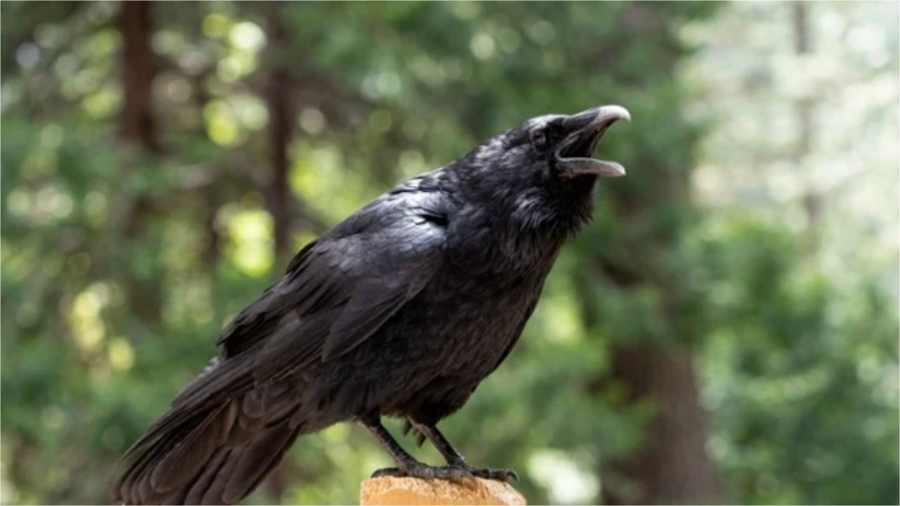 Crow: ఇంటిముందు కాకి అరిస్తే ఏం జరుగుతుందో తెలుసా.. జరగబోయేది ఇదే?