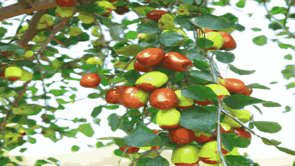 Lord Shiva Favorite Fruit