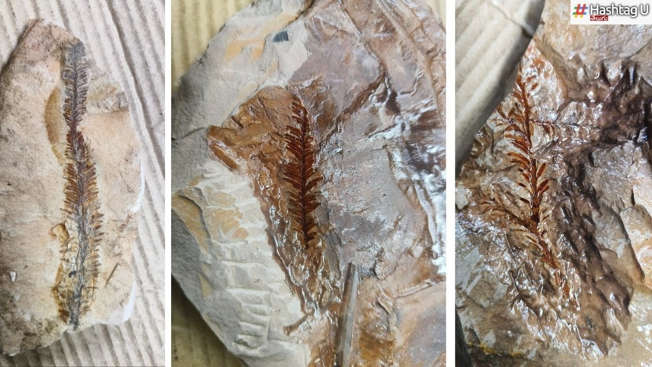Telangana Fossils : డైనోసార్ల యుగపు మొక్కలు.. 6.5 కోట్ల ఏళ్ల నాటి శిలాజాలు లభ్యం