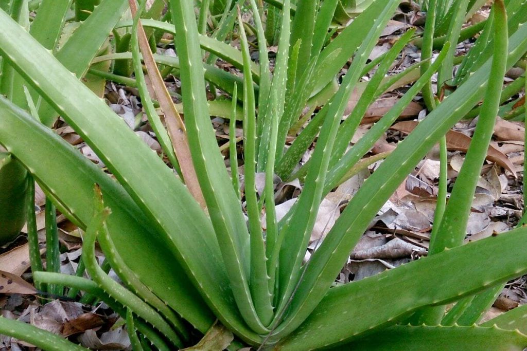 Aloe Vera Herbs Of Zaytuna