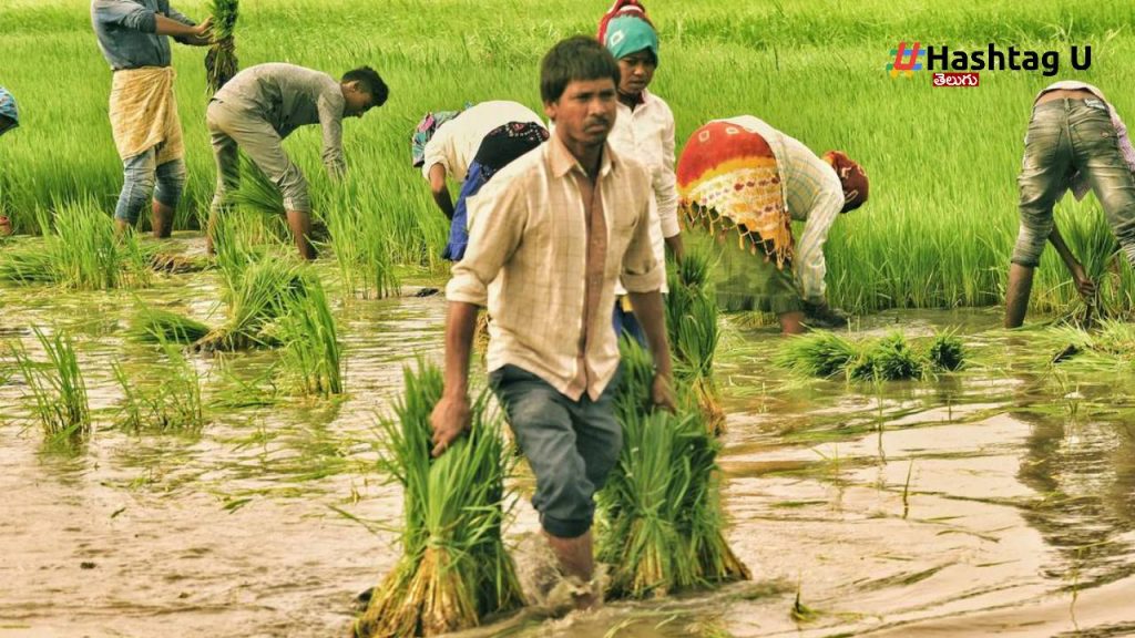 Crop Calvation