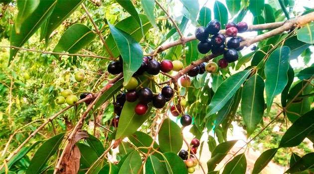 Jamun Leaves: నేరేడు ఆకుల వల్ల కలిగే రహస్యం గురించి తెలిస్తే ఆశ్చర్యపోవాల్సిందే?