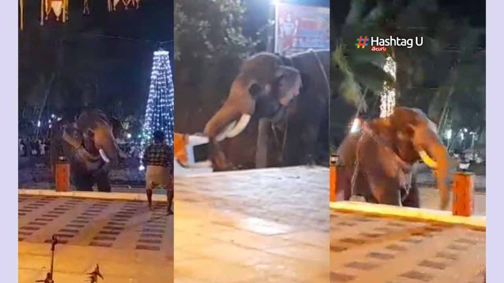 Elephant Turns Violent At T