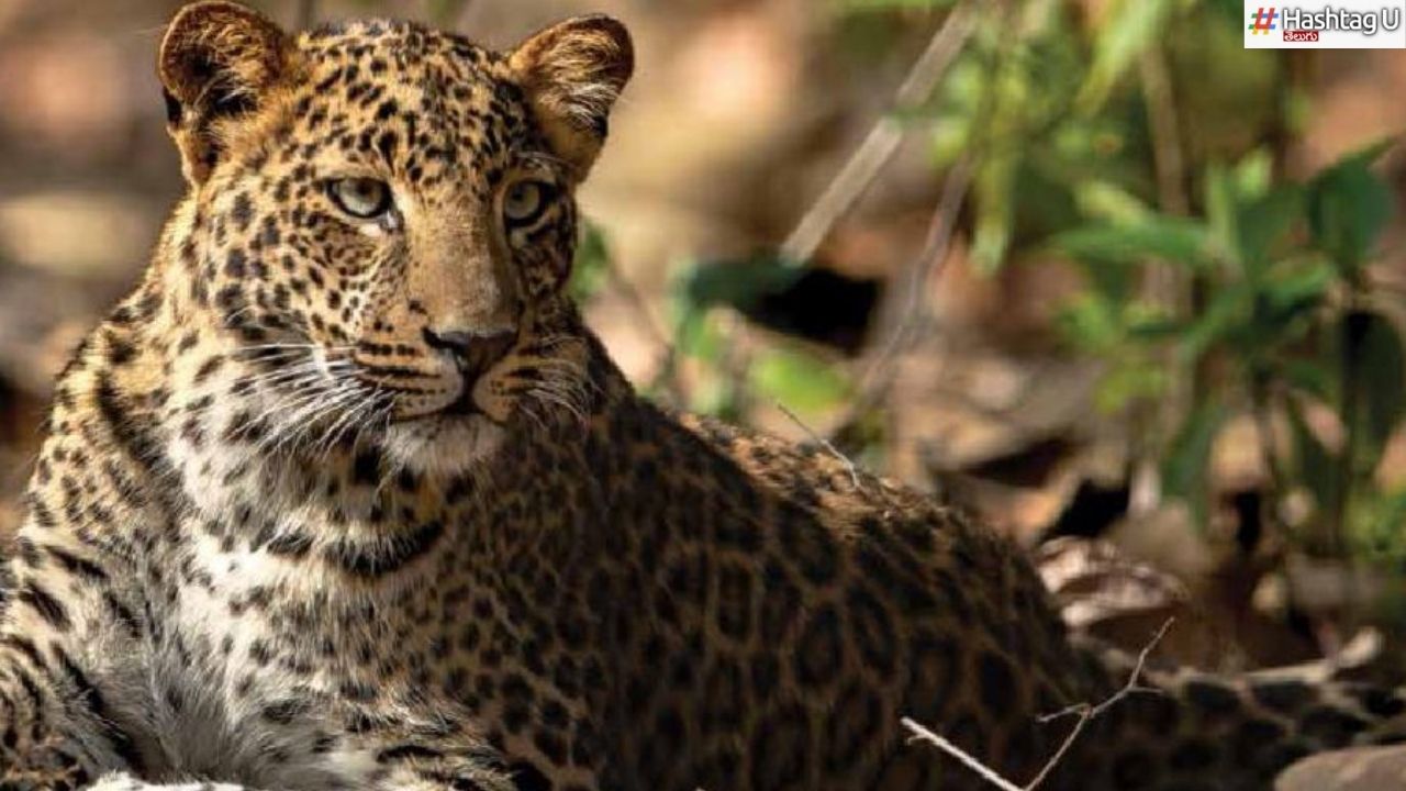 Leopards : దేశంలో 13,874 చిరుతలు.. తెలంగాణ, ఏపీలో ఎన్నో తెలుసా ?