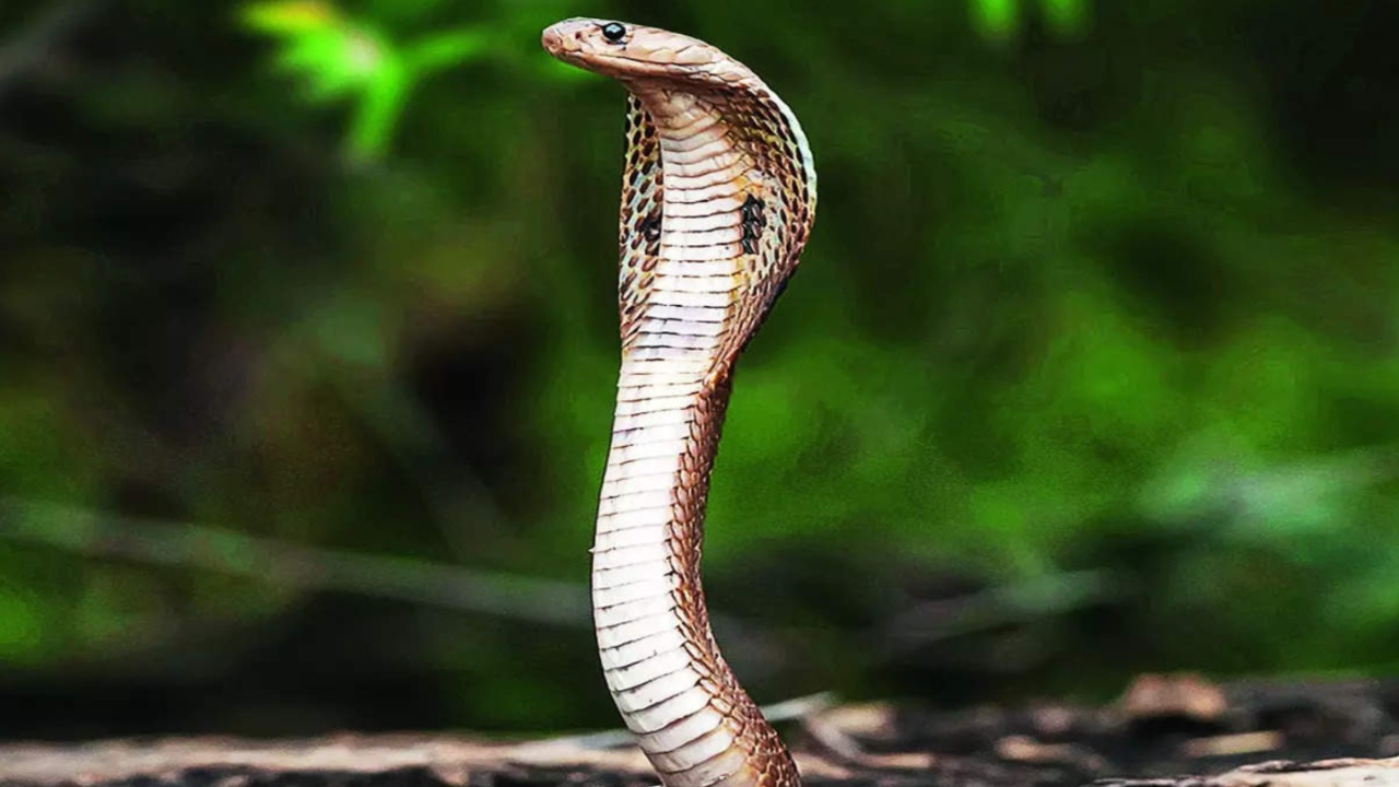 Snakes: పాములు ఇలా కనిపిస్తే చాలు.. అదృష్టం పట్టి పీడించడం ఖాయం?