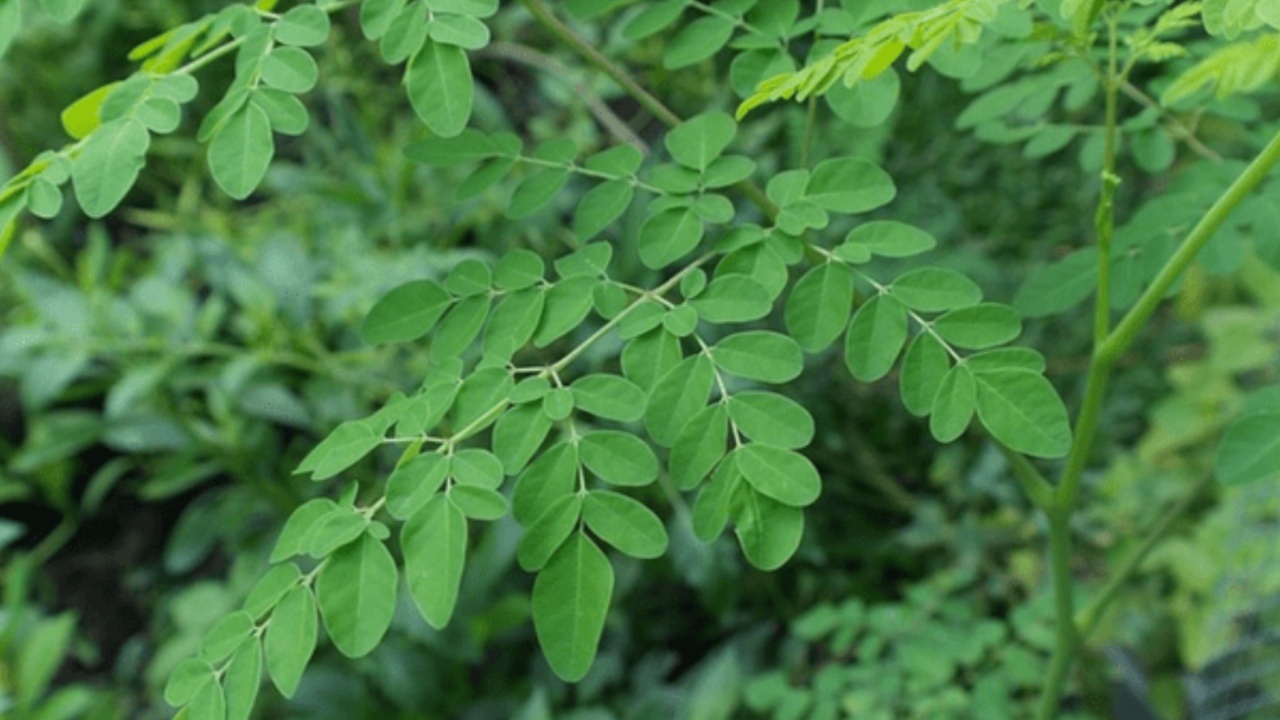 Drumstick Leaves: ఈ జ్యూస్ తాగితే చాలు వృద్ధాప్యంలో కూడా యవ్వనంగా కనిపించడం ఖాయం?