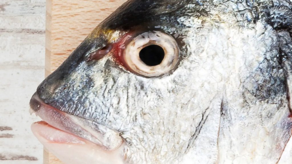 health benefits of fish eyes