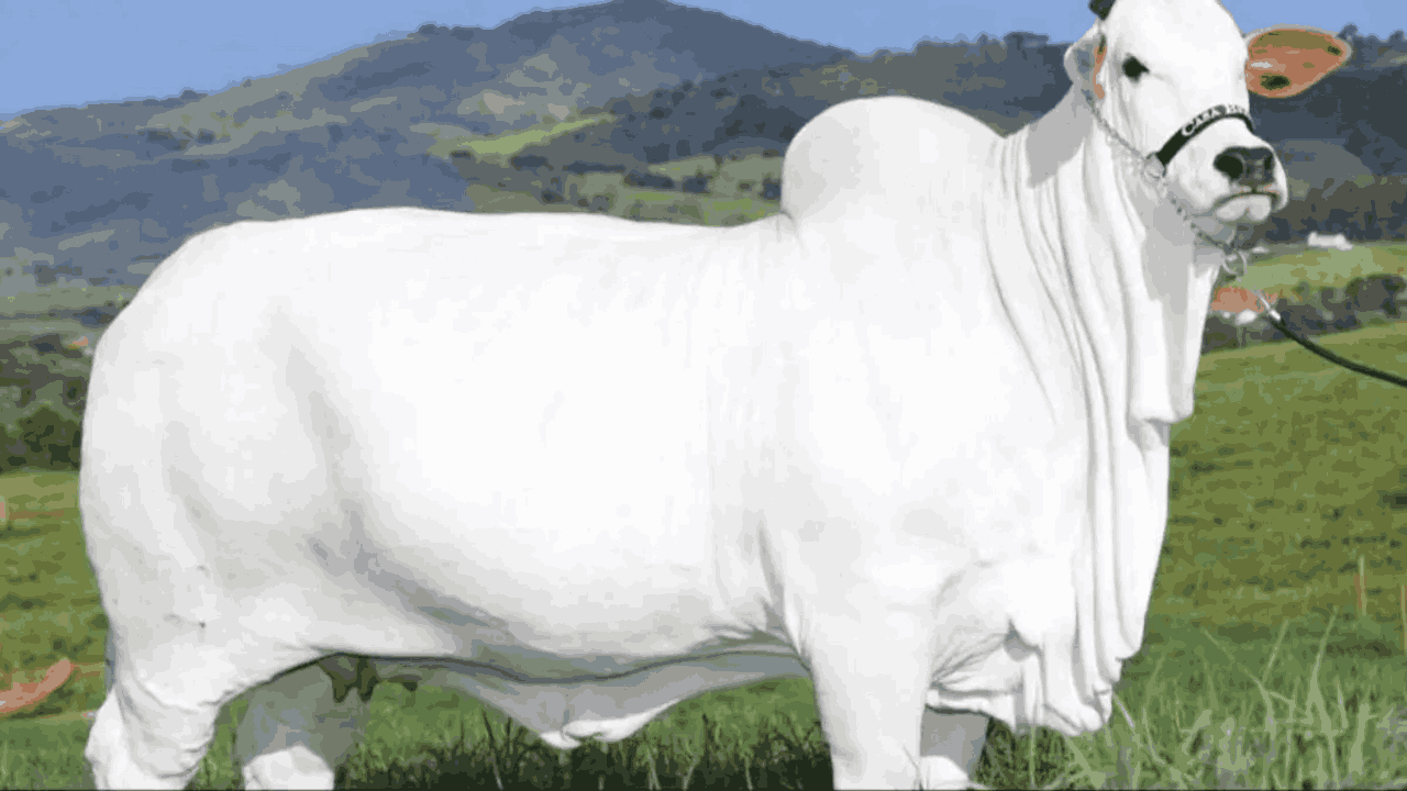 40 Crore Cow: ప్రపంచ రికార్డు సృష్టించిన నెల్లూరు ఆవు.. వేలంలో రూ. 40 కోట్లు..!