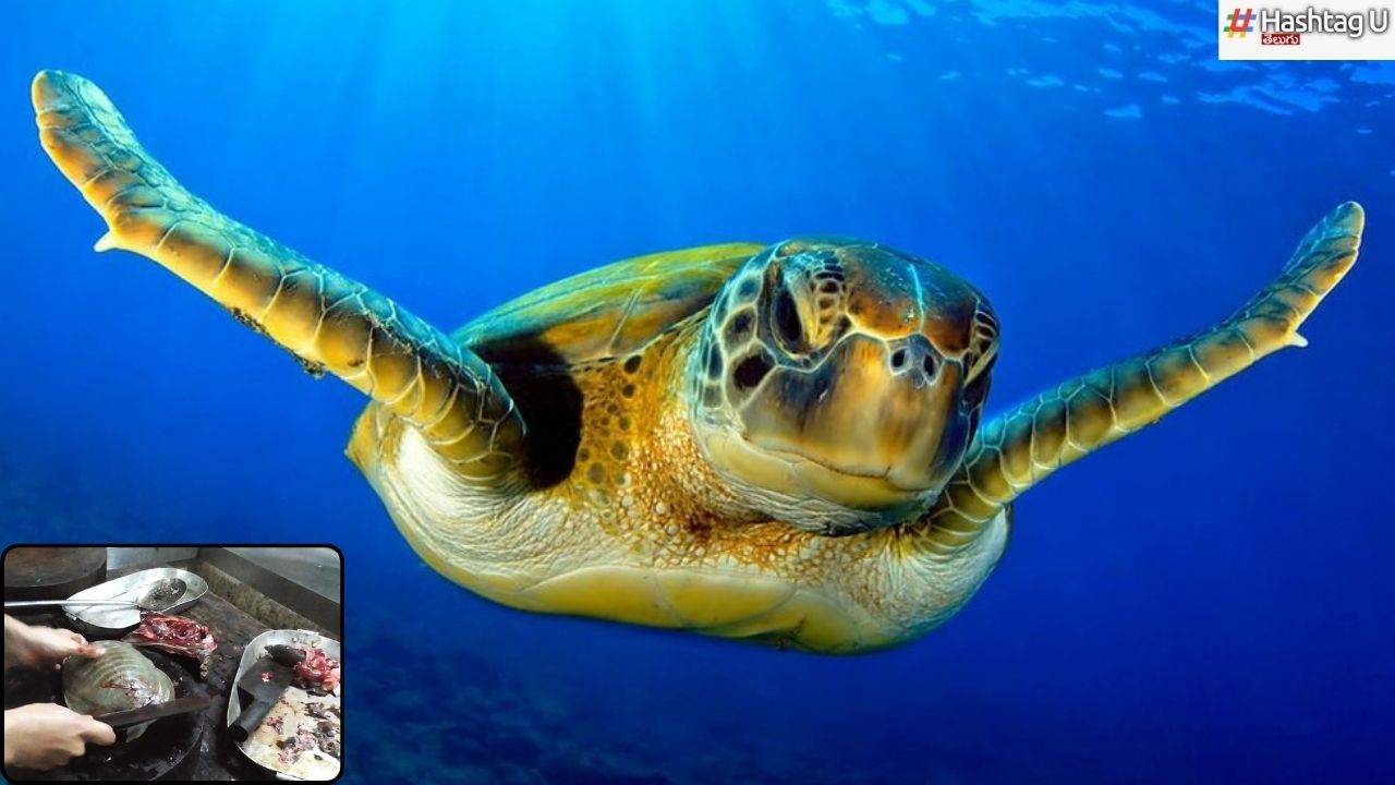 Sea Turtle Meat : సముద్ర తాబేలు మాంసానికి 9 మంది బలి.. 78 మందికి అస్వస్థత