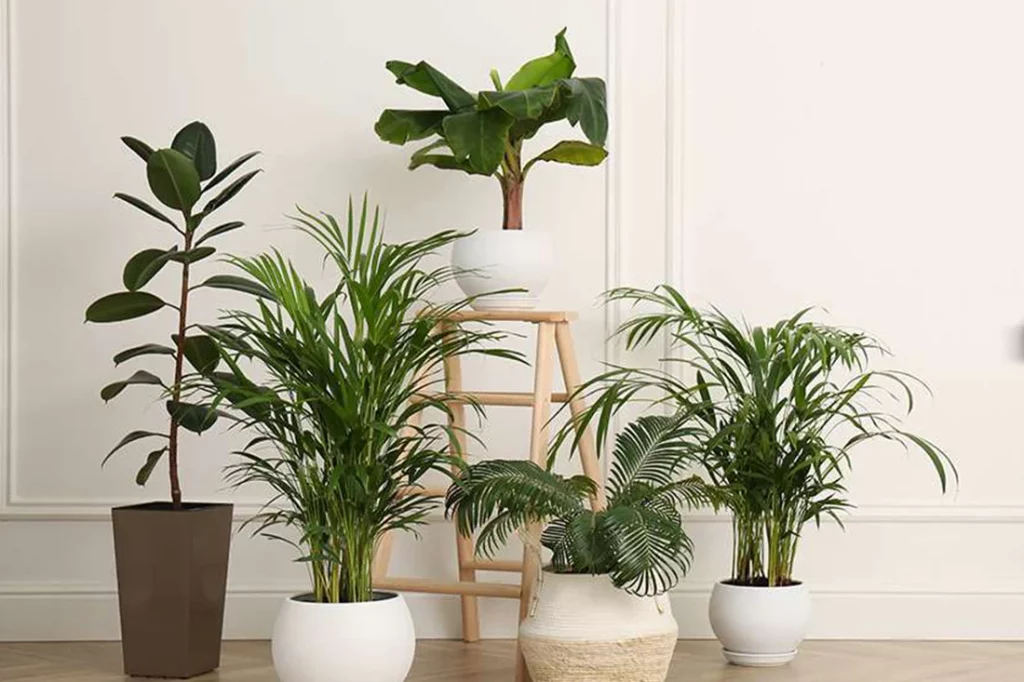 What Are The Basic Needs Of The Indoor Plants To Survive (1)