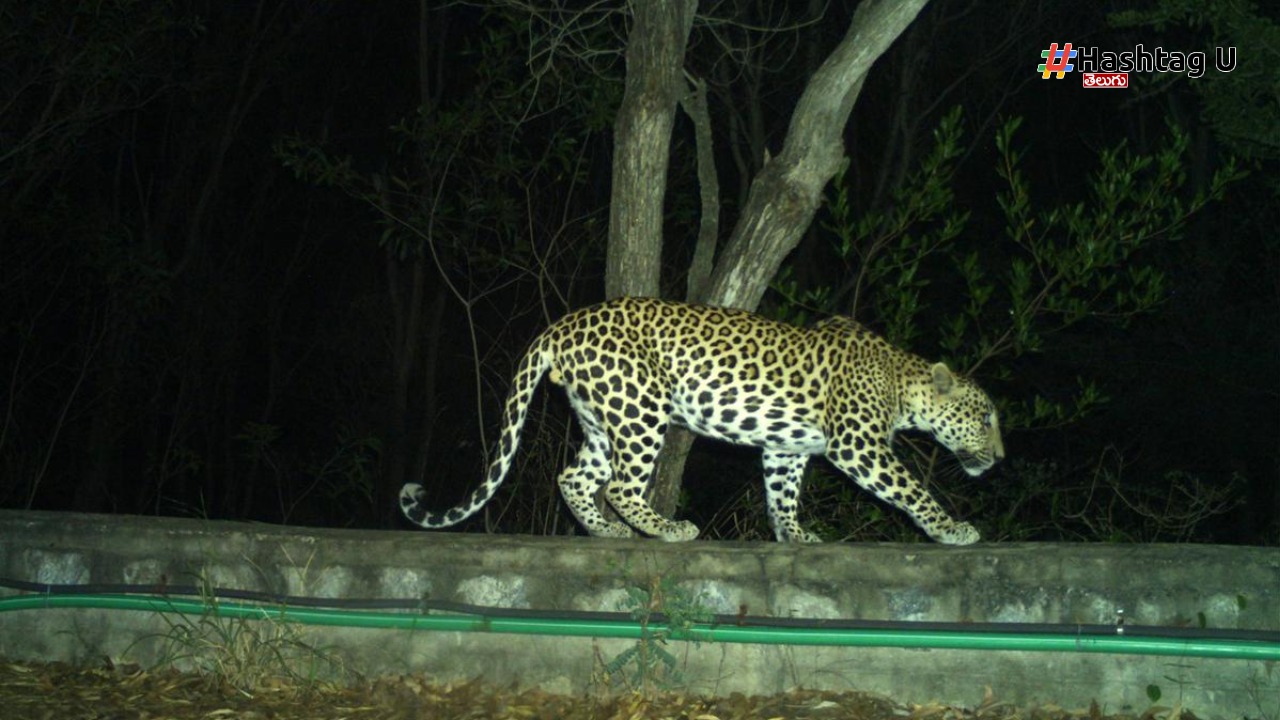 Leopard: తిరుమలలో మరోసారి చిరుత కలకలం