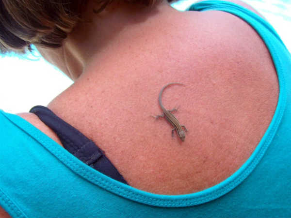 Lizard Astrology for Female: స్త్రీ శరీరంపై బల్లి ఎక్కడ పడితే ఏమవుతుంది?
