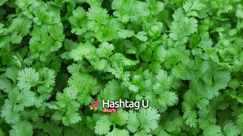 Coriander