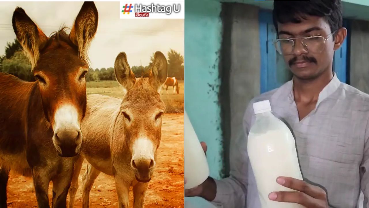 Donkey Milk : గాడిద పాలతో ప్రతినెలా లక్షలు సంపాదిస్తున్న యువకుడు