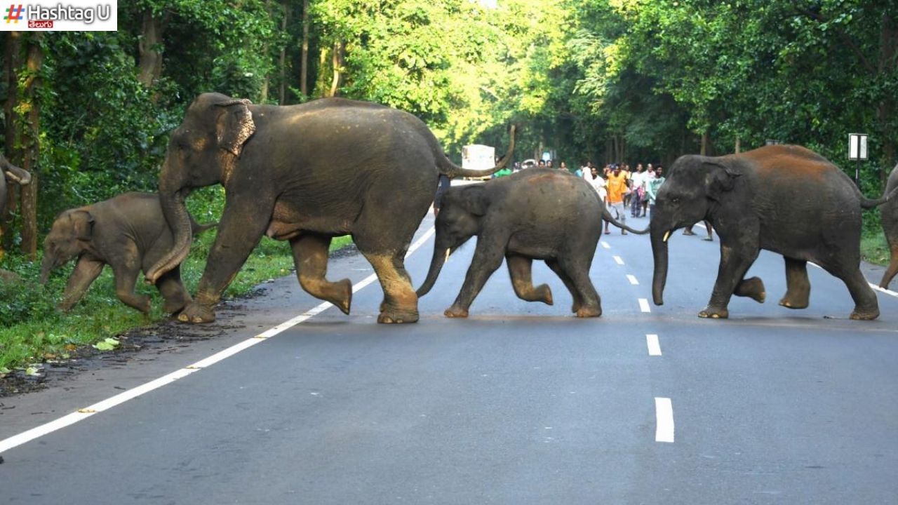 Elephants Attack : తెలంగాణలోని ఆ జిల్లాలో ఏనుగుల దడ