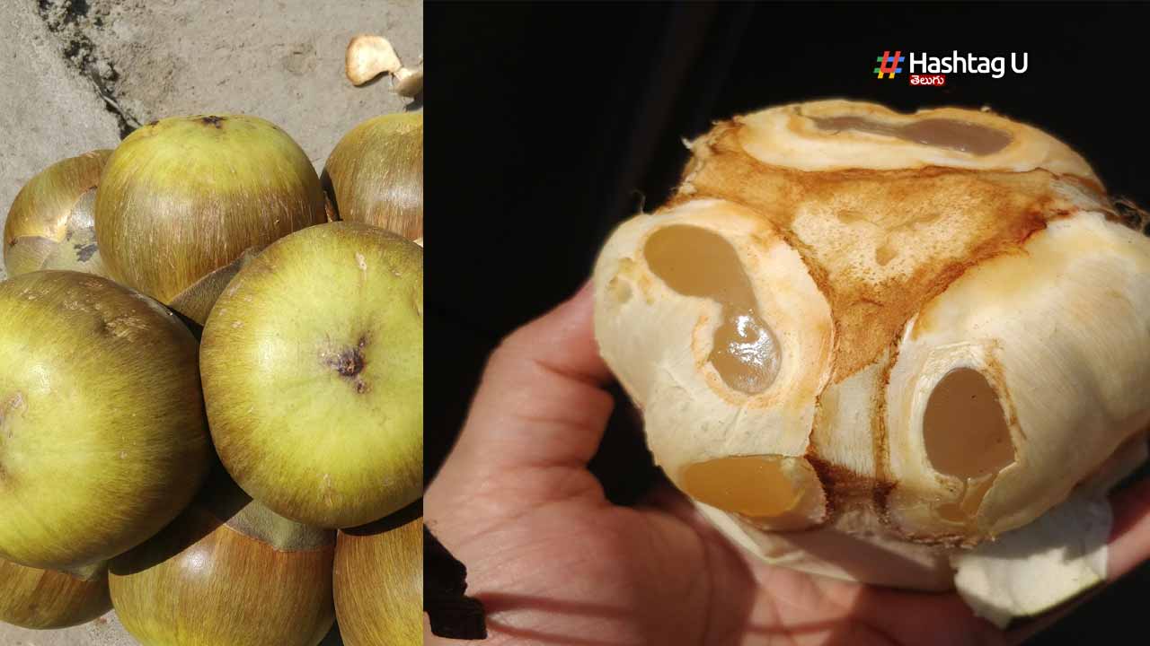 ICE Apples  : పెళ్లి రిసెప్షన్‌లో తాటి ముంజలు ..ఆశ్చర్యంలో అతిధులు