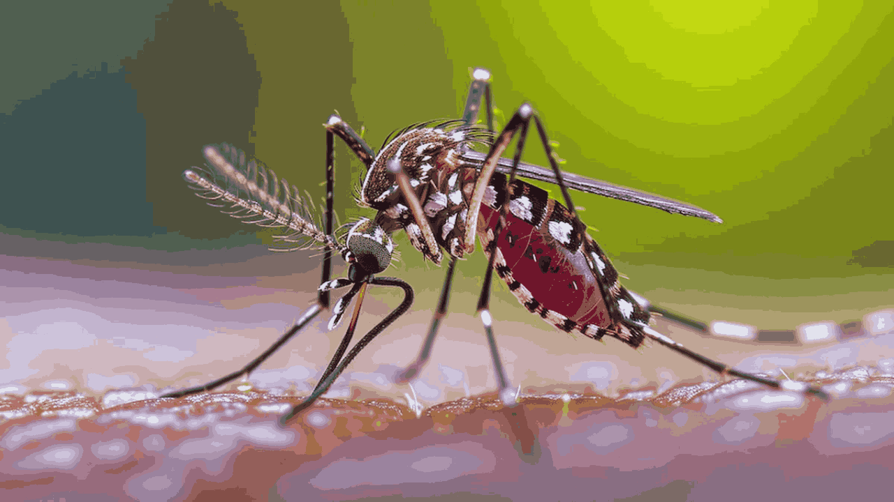 World Malaria Day: మ‌లేరియా ఎలా వ్యాపిస్తుంది..? ఇది సోకిన వ్య‌క్తిలో ఎలాంటి ల‌క్ష‌ణాలు ఉంటాయి..?
