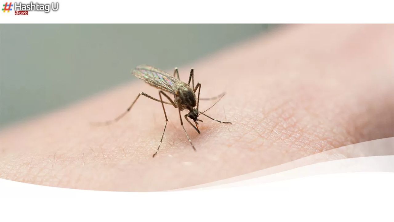 Summer Vs Mosquitoes : వేసవి టైంలో దోమల బెడద.. తగ్గించుకునే చిట్కాలివీ