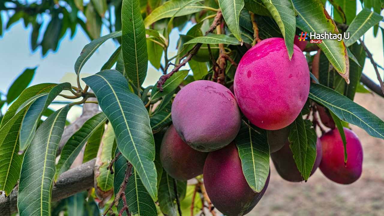 The World’s Costliest Mango : వామ్మో కేజీ మామిడి పండ్లు లక్షపైనేనా..?