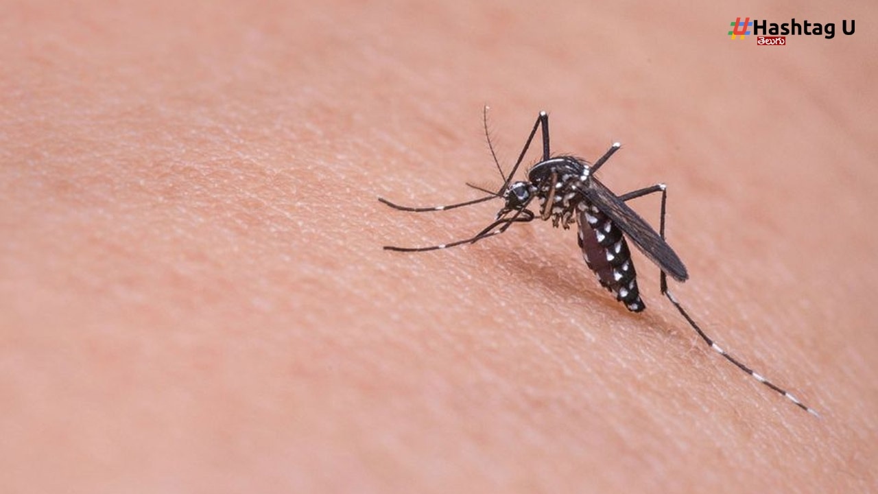 Malaria :  దోమ కాటు వల్లే కాదు.. ఈ కారణాల వల్ల కూడా మీరు మలేరియా బారిన పడవచ్చు.!