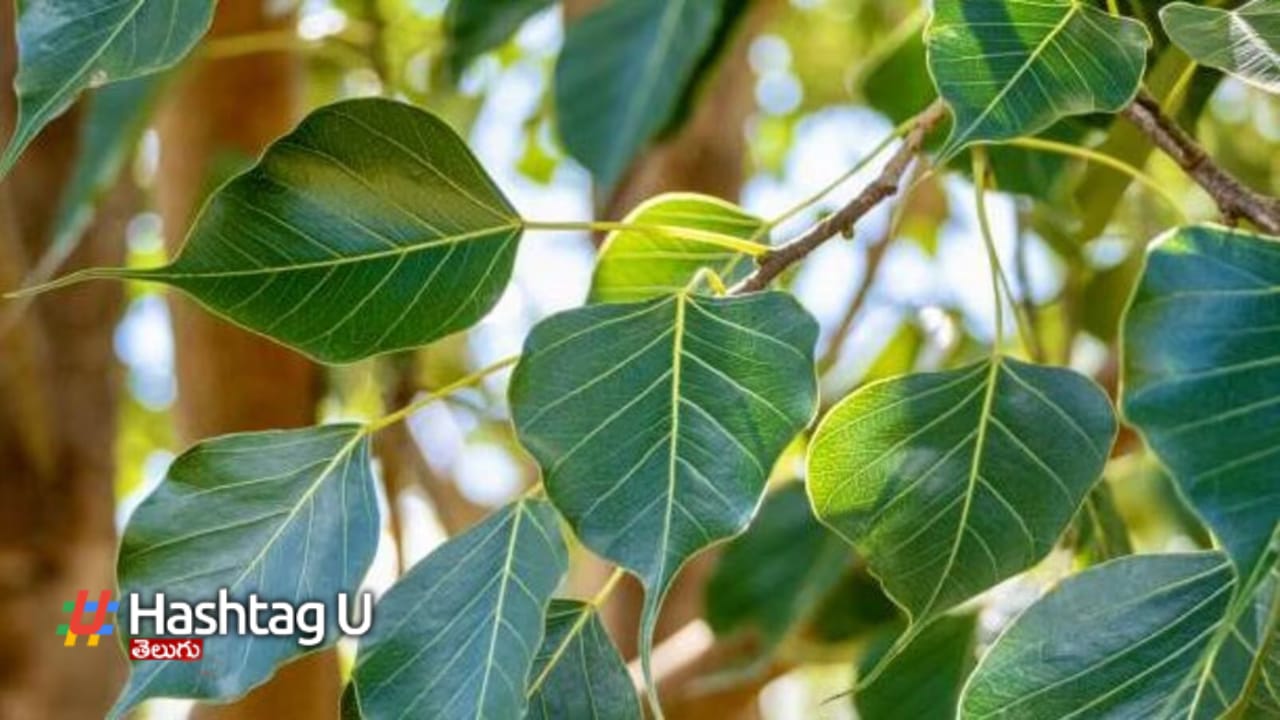 Peepal Tree: రావి చెట్టు ఇంట్లో ఉంటే శుభమా.. అశుభమా..?