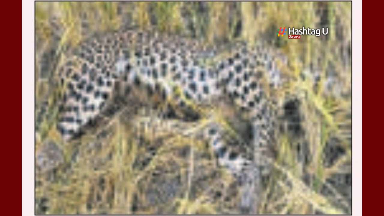 Cheetah Dies : నారాయణపేట జిల్లాలో ఎండదెబ్బకు చిరుత మృతి
