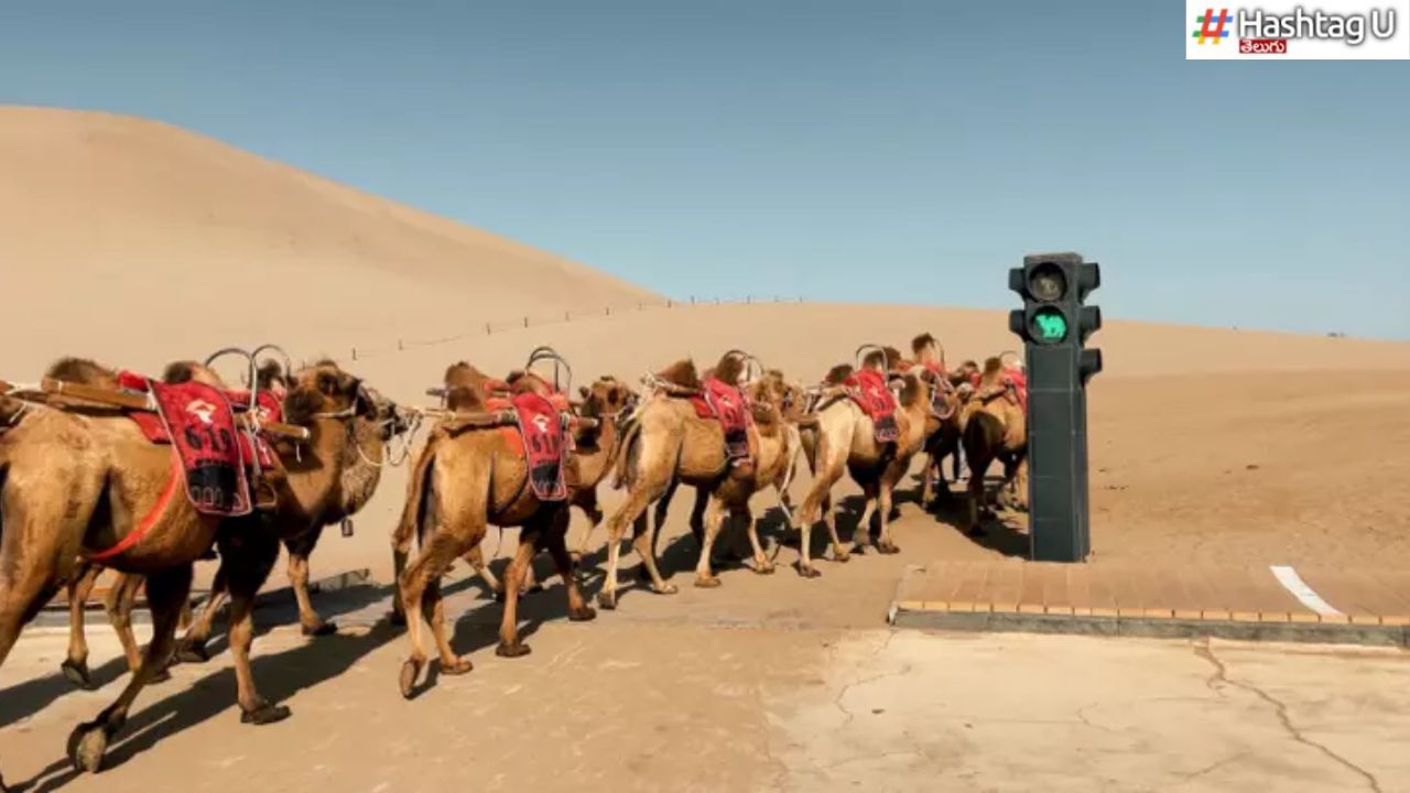 Traffic Signal For Camels : ఎడారిలో ట్రాఫిక్ సిగ్నల్.. ఎందుకో తెలుసా ?