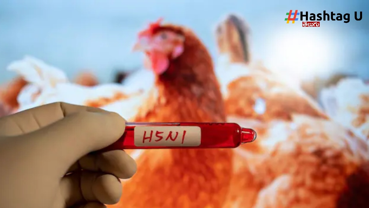 H9N2 Bird Flu: దేశంలో మరో బర్డ్ ఫ్లూ కేసు.. 4 ఏళ్ల చిన్నారికి ఈ మహమ్మారి, ఆలస్యంగా వెలుగులోకి..!
