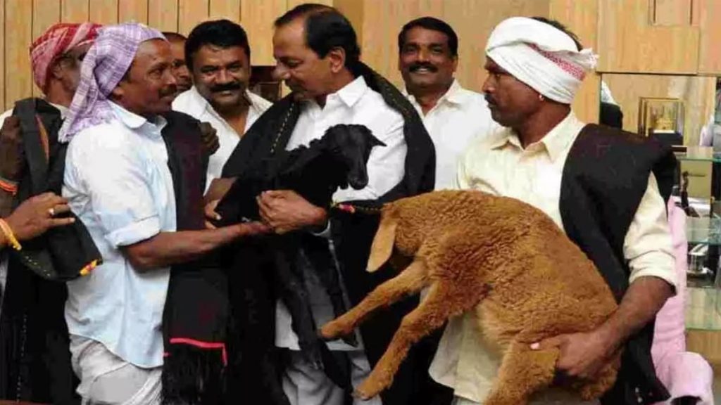 Sheep Distribution Scam