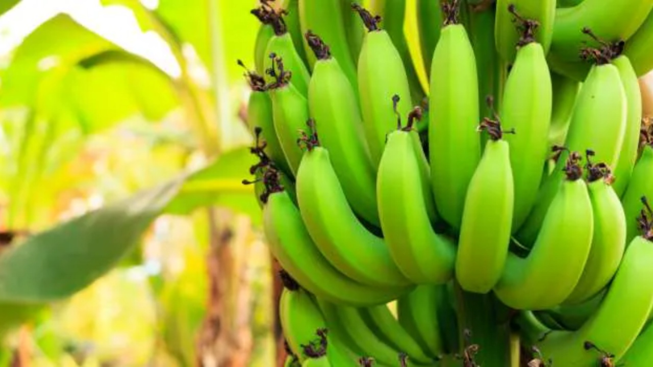 Raw Banana: పచ్చి అరటికాయ వల్ల కలిగే అద్భుతమైన ప్రయోజనాల గురించి మీకు తెలుసా?