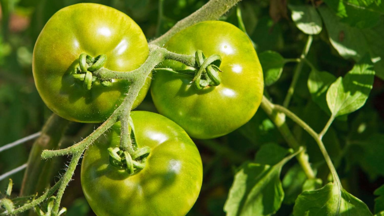 Green Tomatoes: పచ్చి టమాట వల్ల కలిగే అద్భుతమైన ప్రయోజనాల గురించి మీకు తెలుసా?