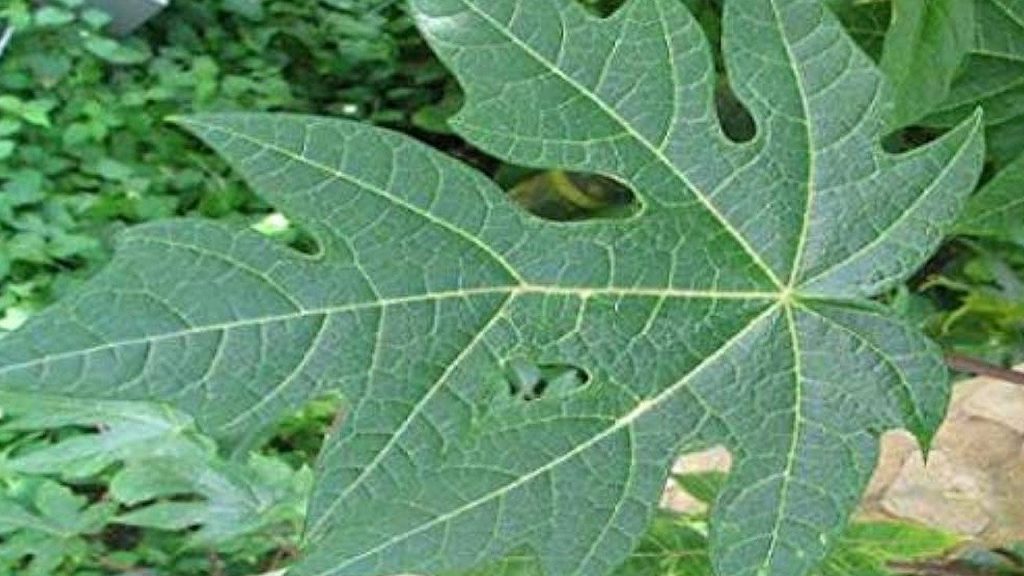 Papaya Leaf