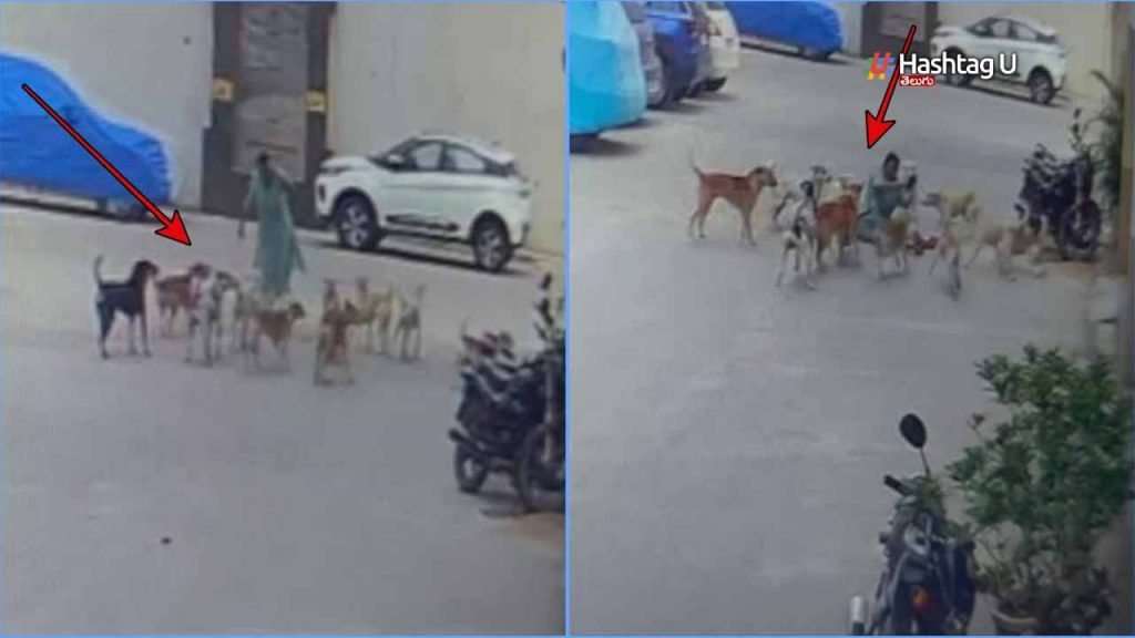 Woman Attacked By Stray Dog