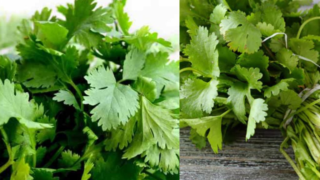 How to Store Coriander so many days in Home