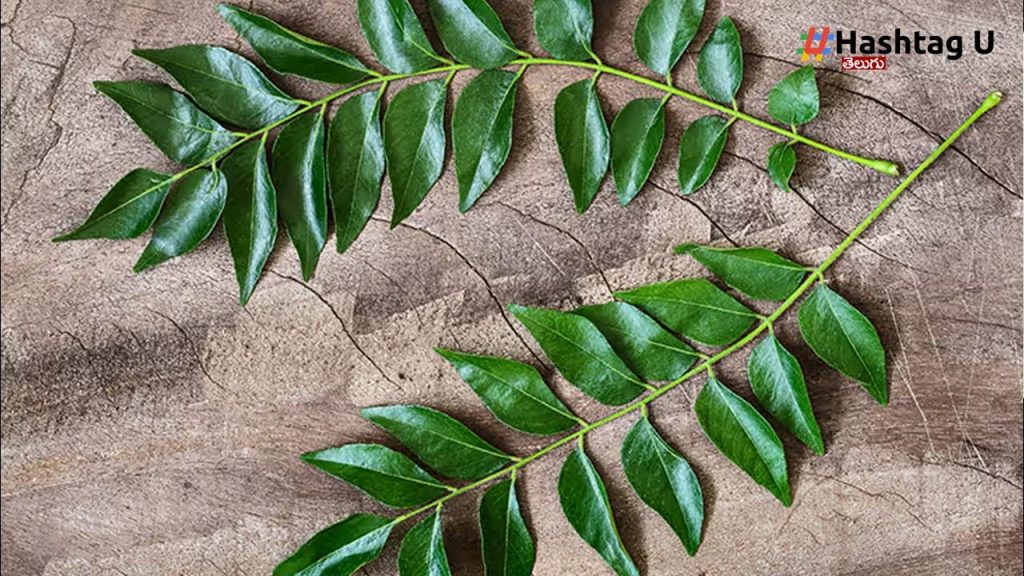 Curry Leaves (1)