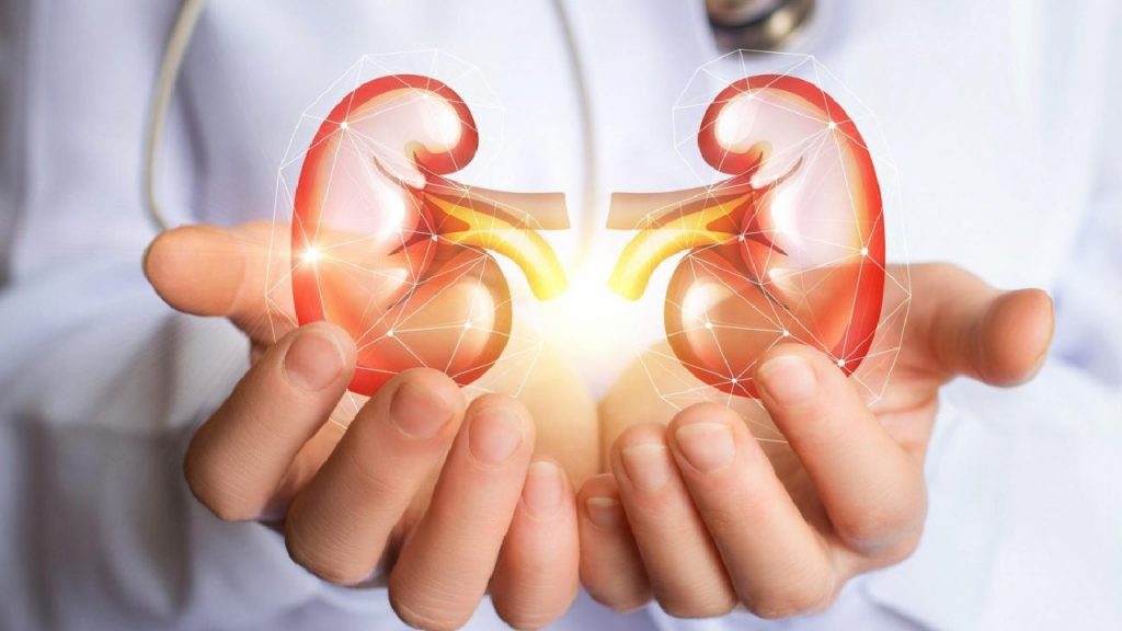 Kidney