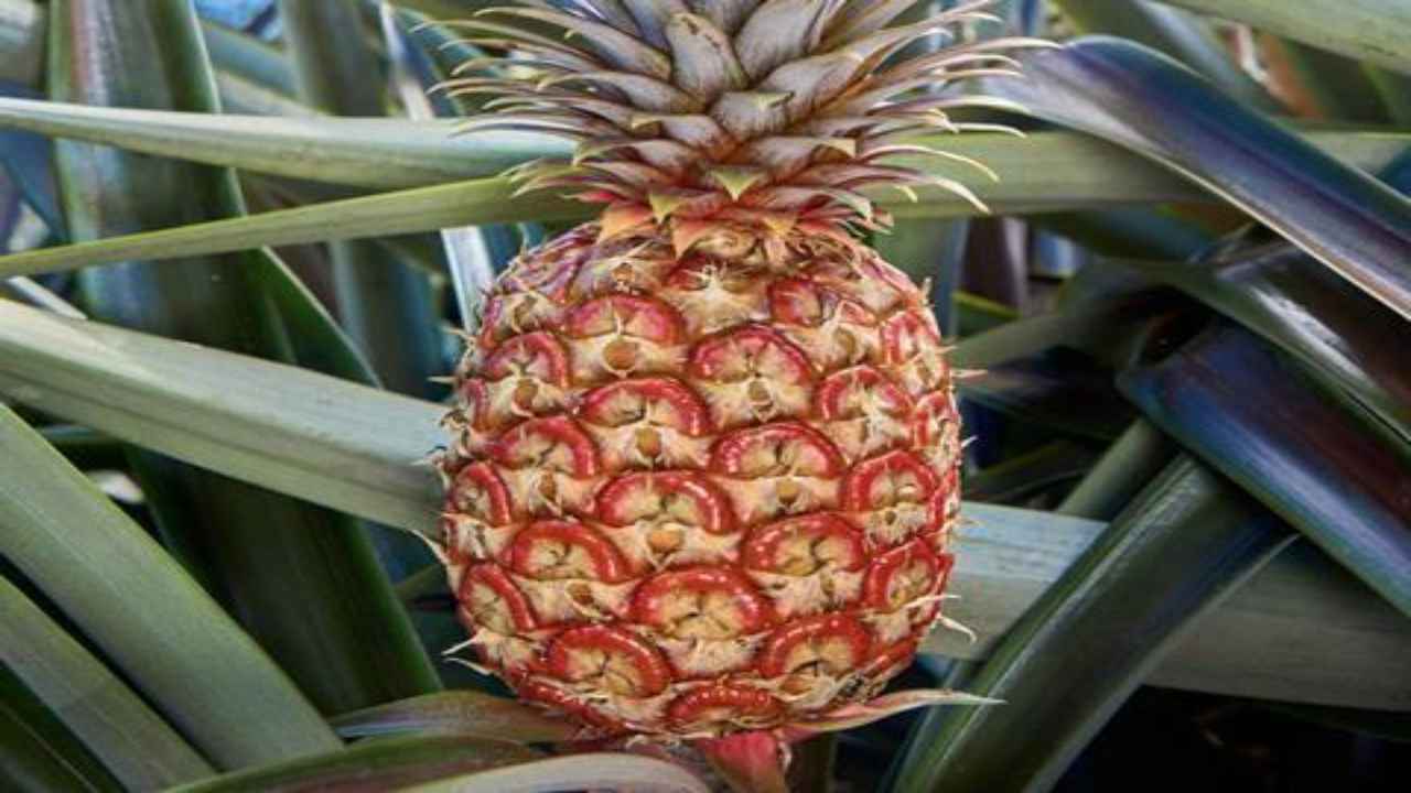 Rubyglow Pineapple: వామ్మో.. ఈ ఫైనాపిల్ ధరెంతో తెలుసా..?