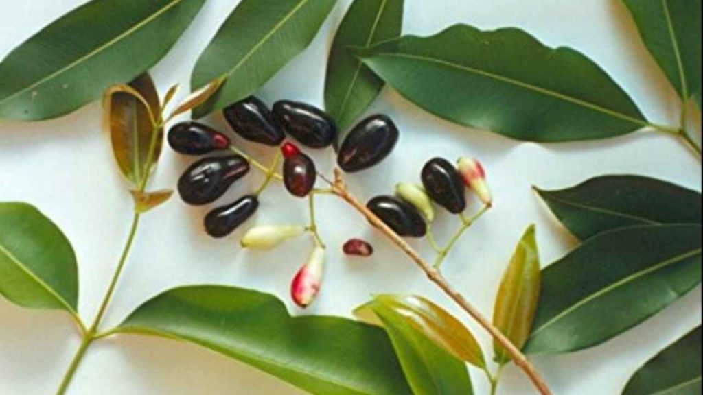 Jamun Leaves