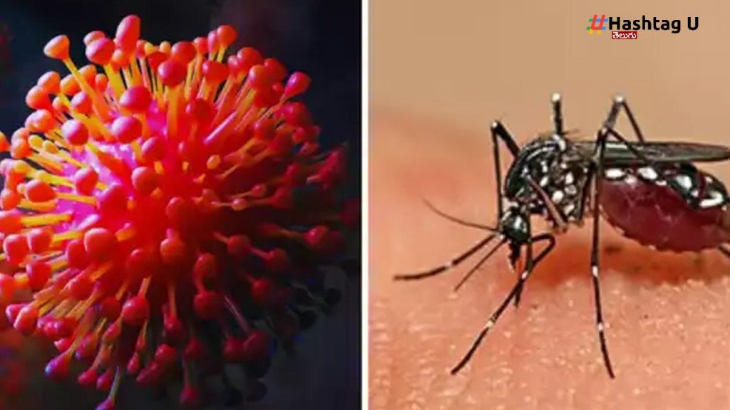 Chandipura And Dengue